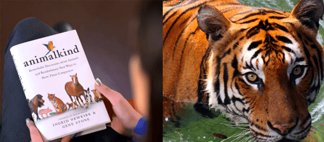 10 Fascinating Facts about Tigers You Didn't Know