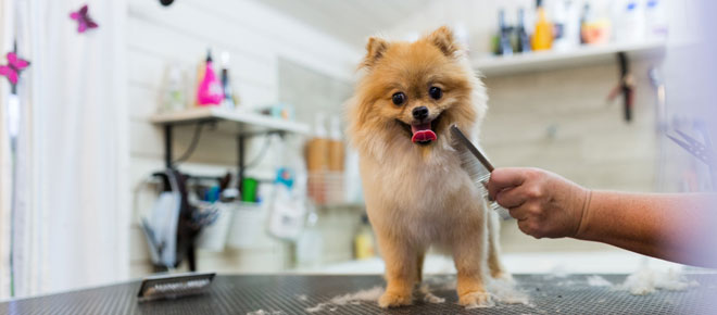 Tips and Tricks for Grooming Your Pet at Home